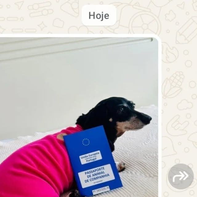Eu amo o que eu faço!!!
Eu amo conhecer e unir famílias e histórias!
E AMO quando vocês lembram de mim 🥹
Estou em falta por aqui, mas só nas postagens — o trabalho continua. Minha missão continua!