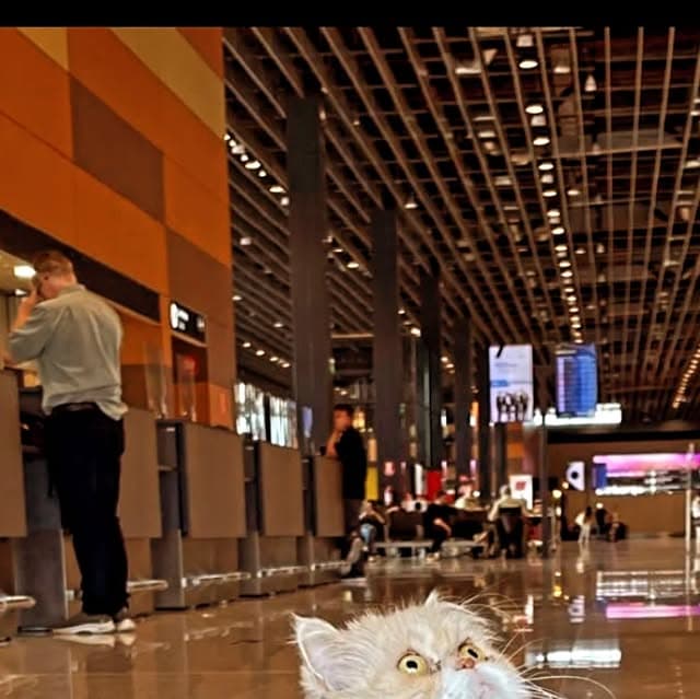 Smelly viajou para Nova York!!!
Dia 28.11 de 2025, esse querido e simpático gatinho viajou para os EUA. Esbanjando beleza, chegou super tranquilo no destino final.
Foi um prazer fazer parte da história de vocês ❤️🛫🐱
